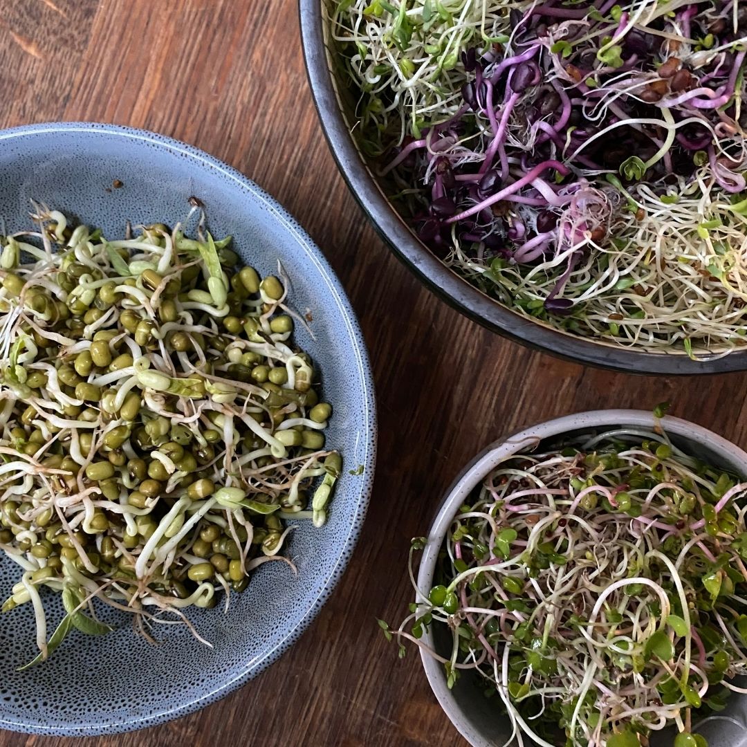 Complete Sprouts Kit - NT/TAS/WA