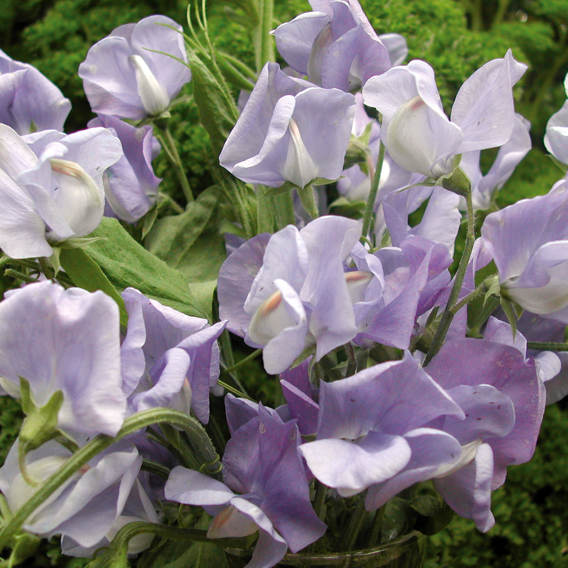 Sweet Pea Flora Norton