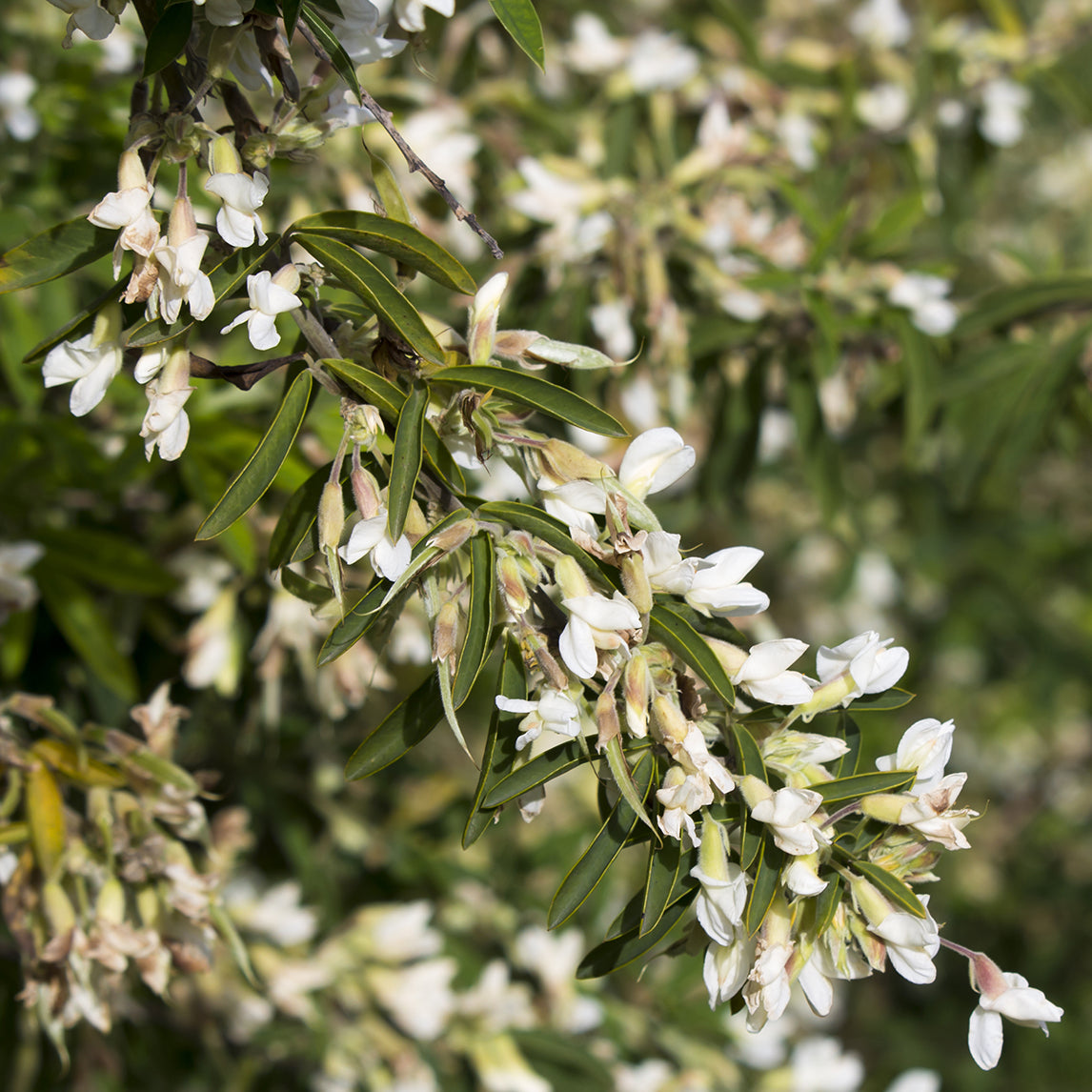 Tagasaste (Tree Lucerne)