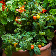 Tomato Tiny Tim