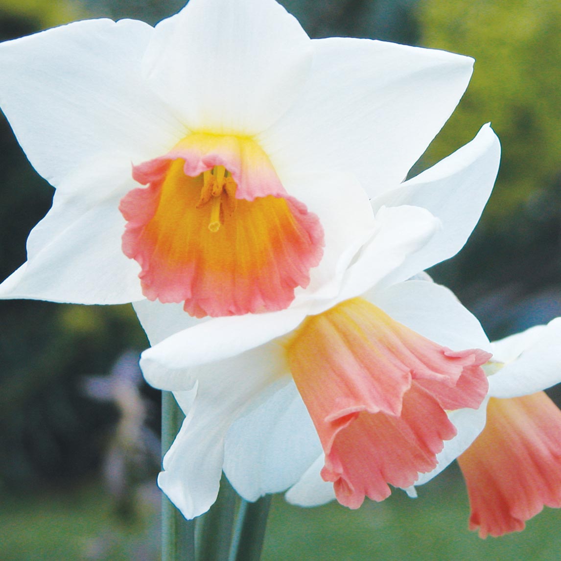 Daffodil &#39;Pink Accent&#39;