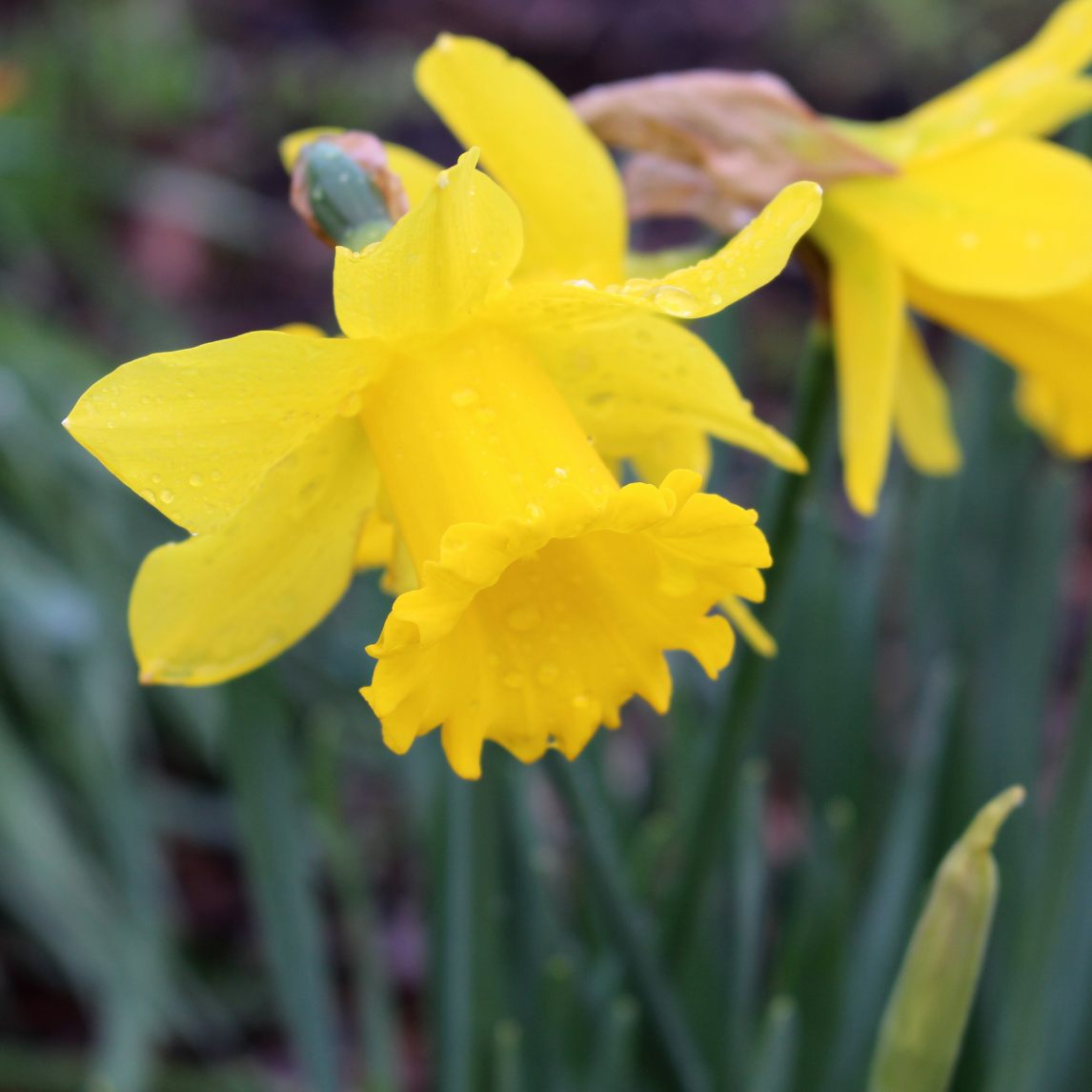 Daffodil 'King Alfred'