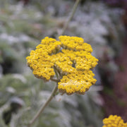 Achillea clypeolata