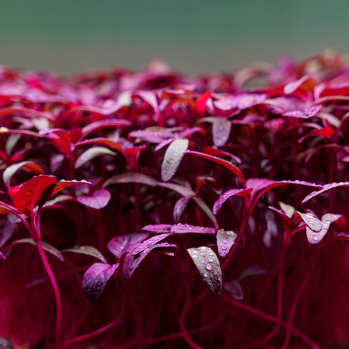 Amaranth Red Sprouts