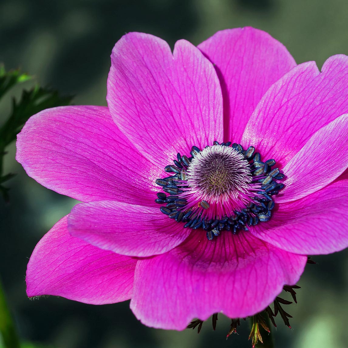 Anemone De-Caen 'Pink'