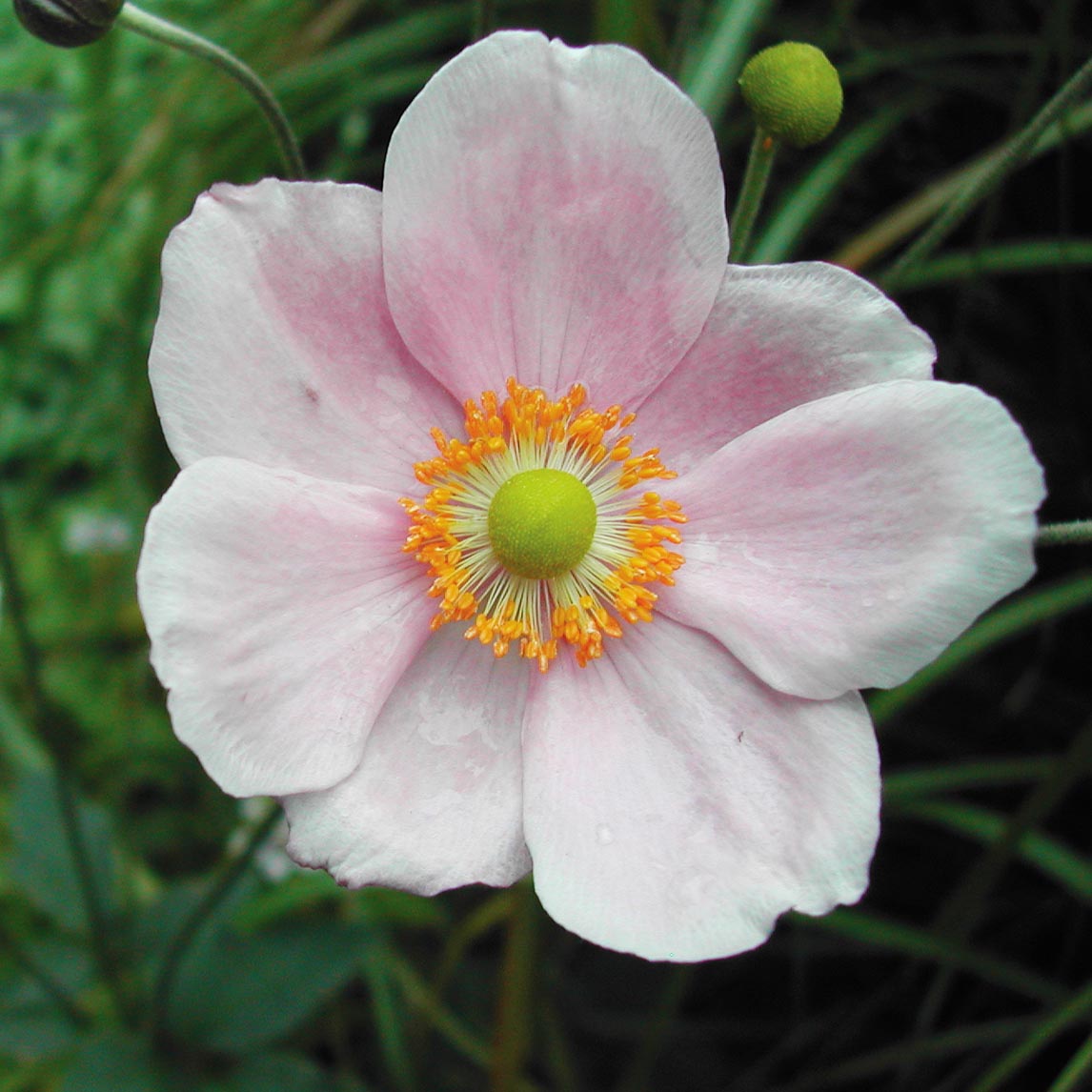 Anemone 'Single Pink' The Diggers Club