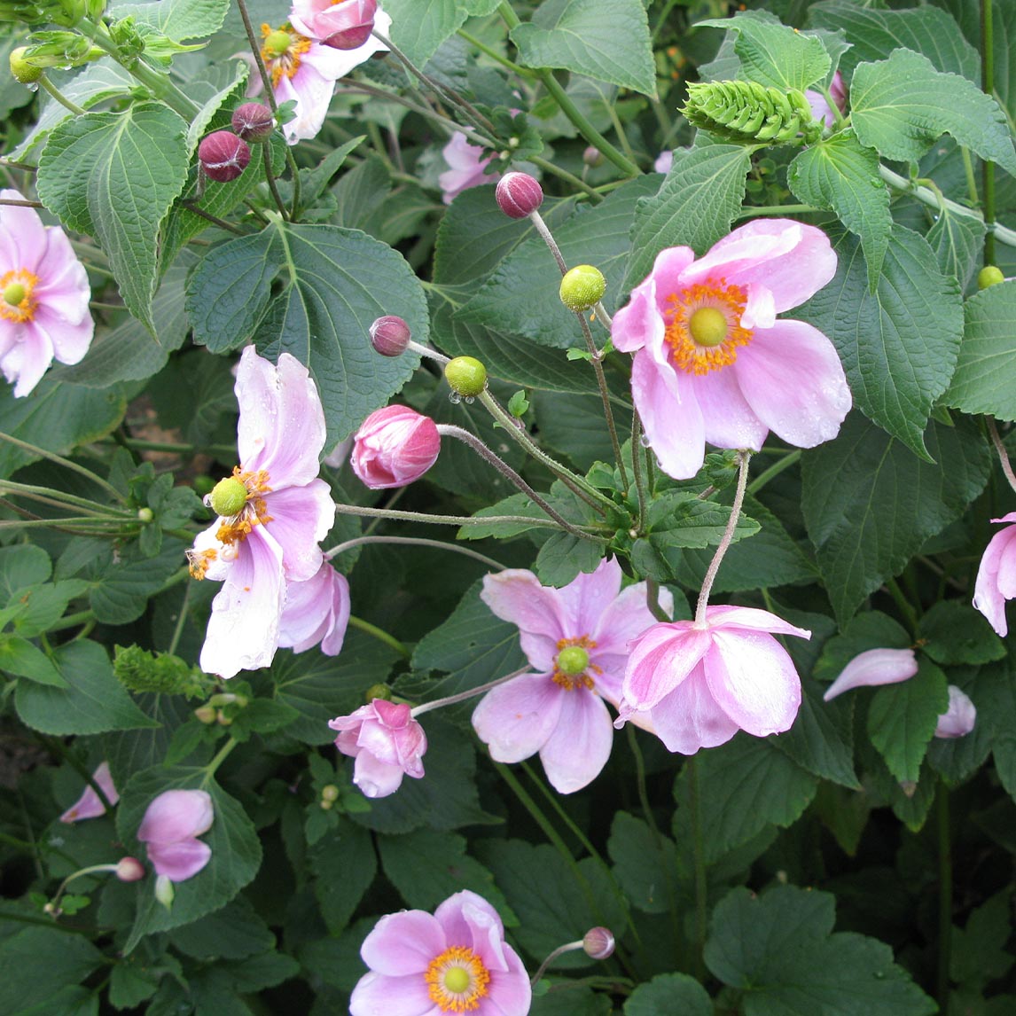 Anemone &#39;Single Pink&#39;