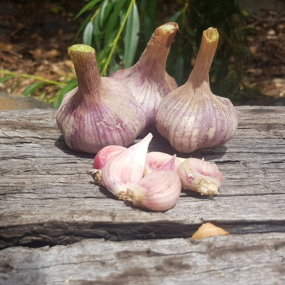 Garlic 'Valiant'