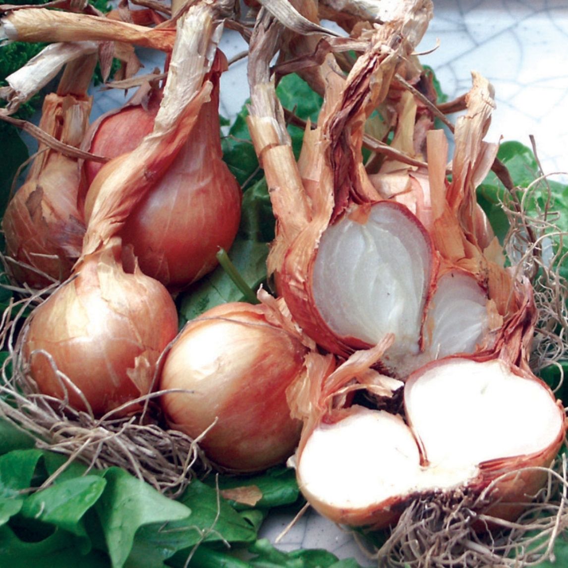 Potato Onions (6 Bulbs)