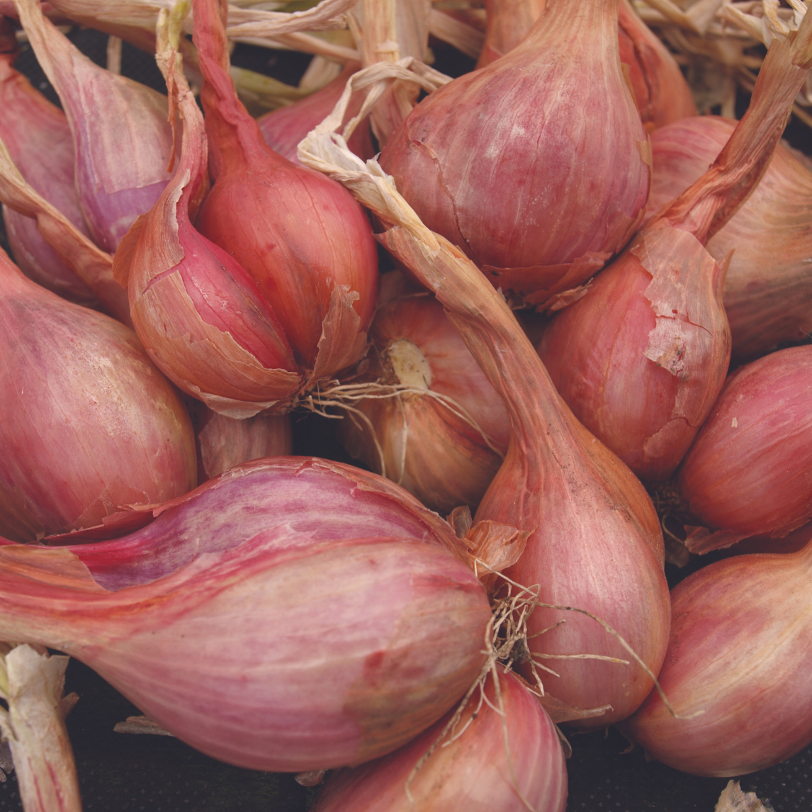 Potato Onion Red (6 bulbs) - Organic