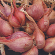 Potato Onion Red (6 bulbs) - Organic