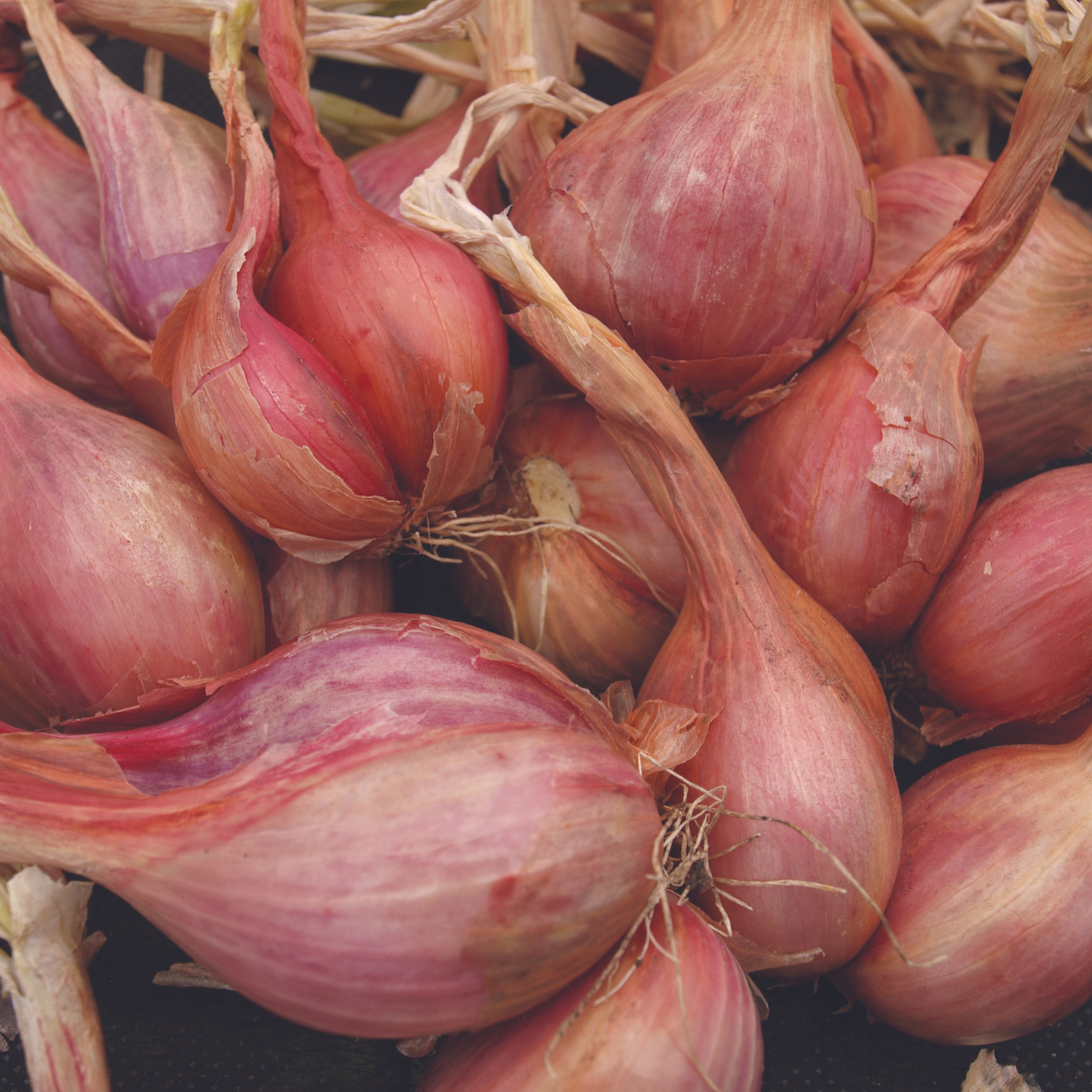 Potato Onion Red (6 bulbs)