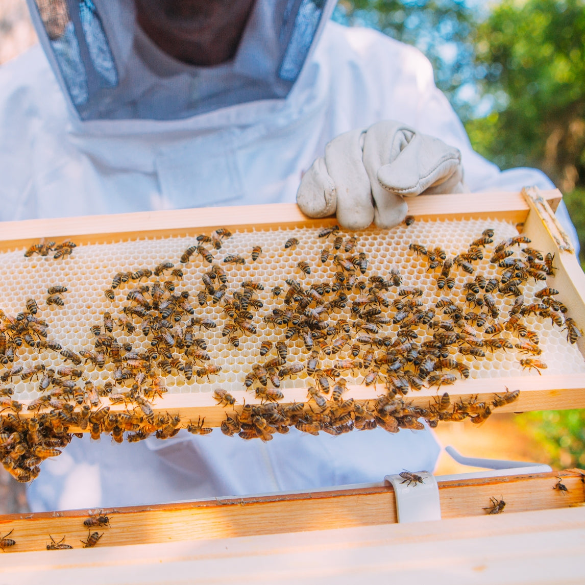 Backyard Beekeeping Masterclass