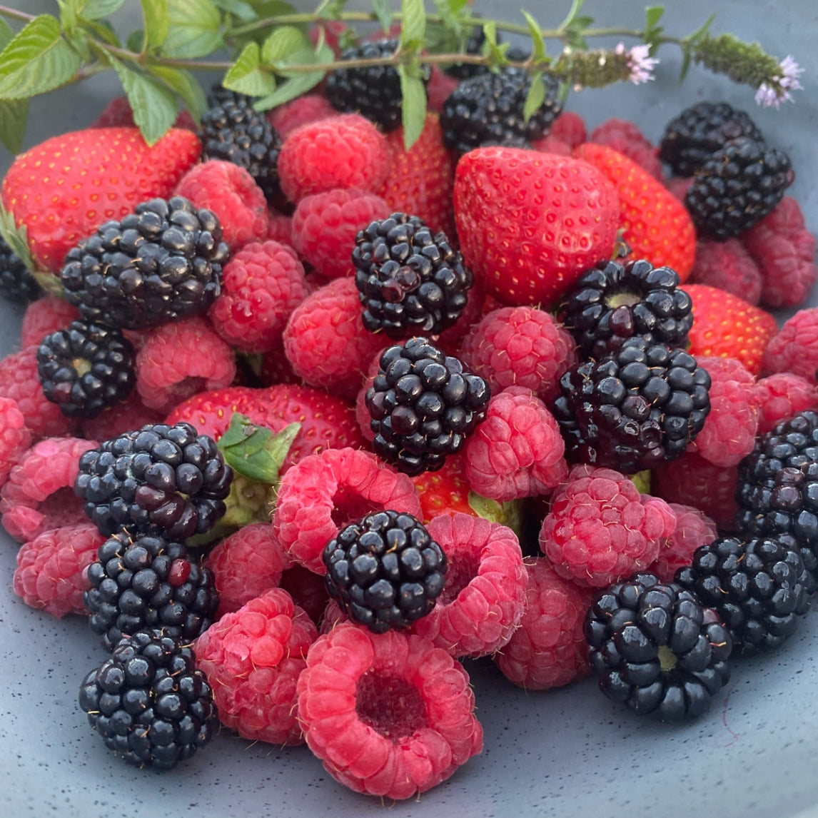 Backyard Berries Masterclass