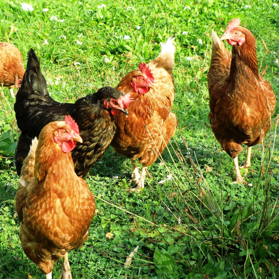 Backyard Chooks Masterclass