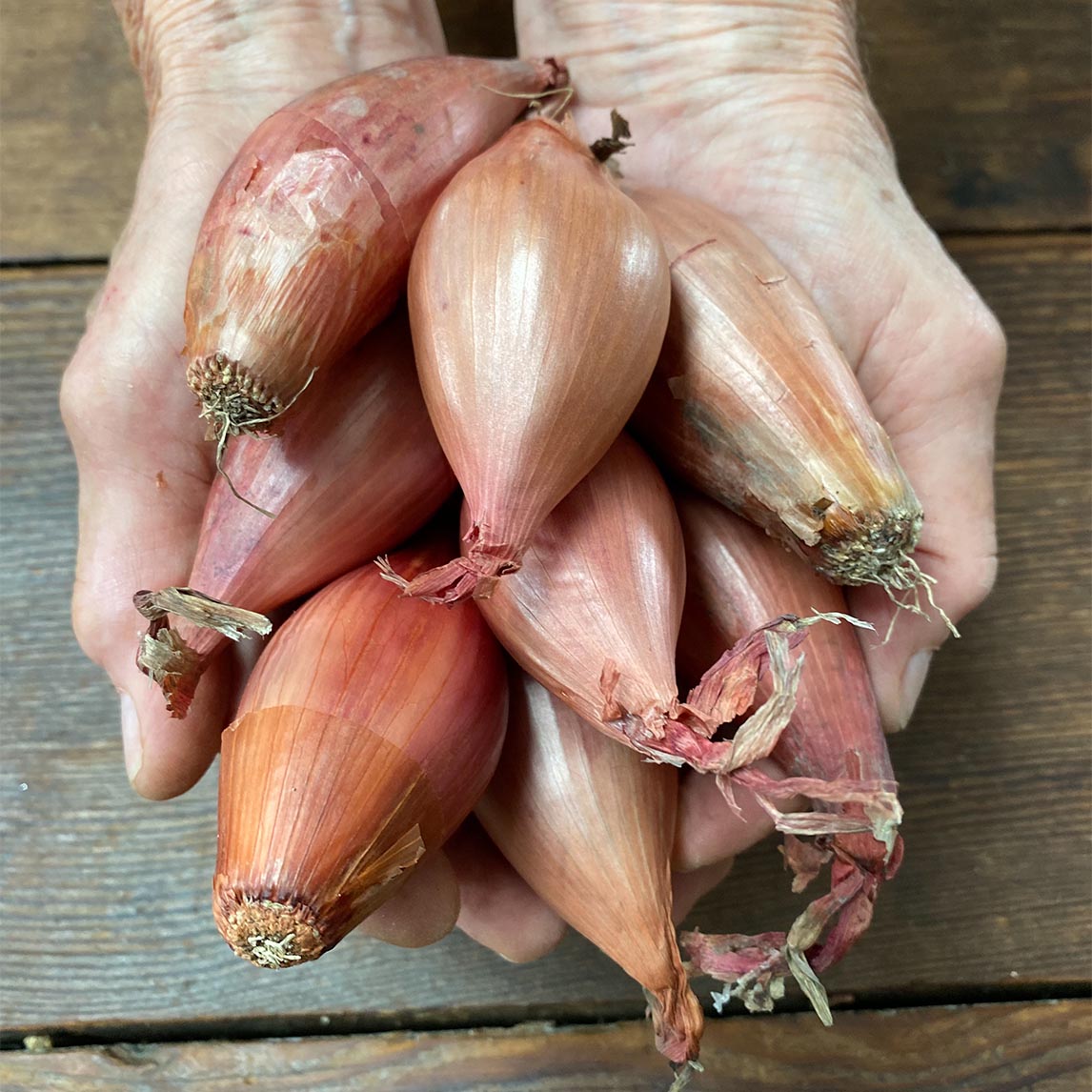 Banana Shallot (5 bulbs)