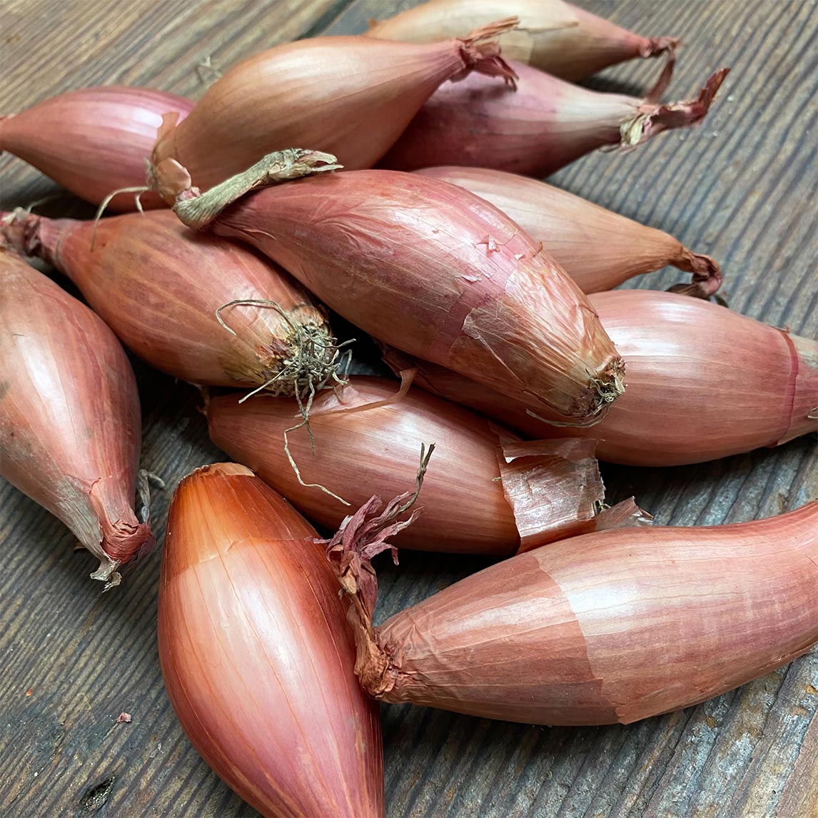 Banana Shallot (5 bulbs)