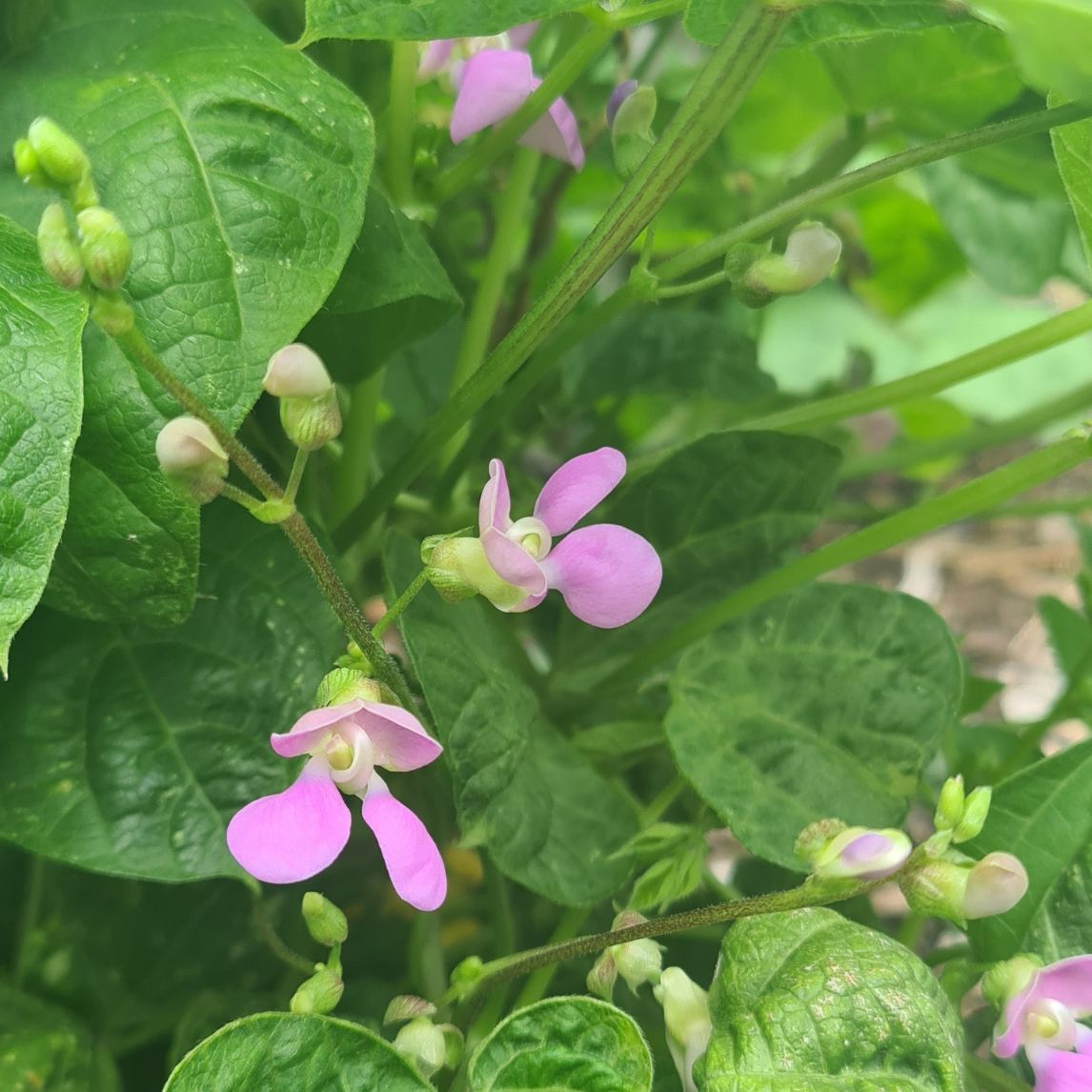 Bean 'Cherokee Trail Of Tears' (Organic)