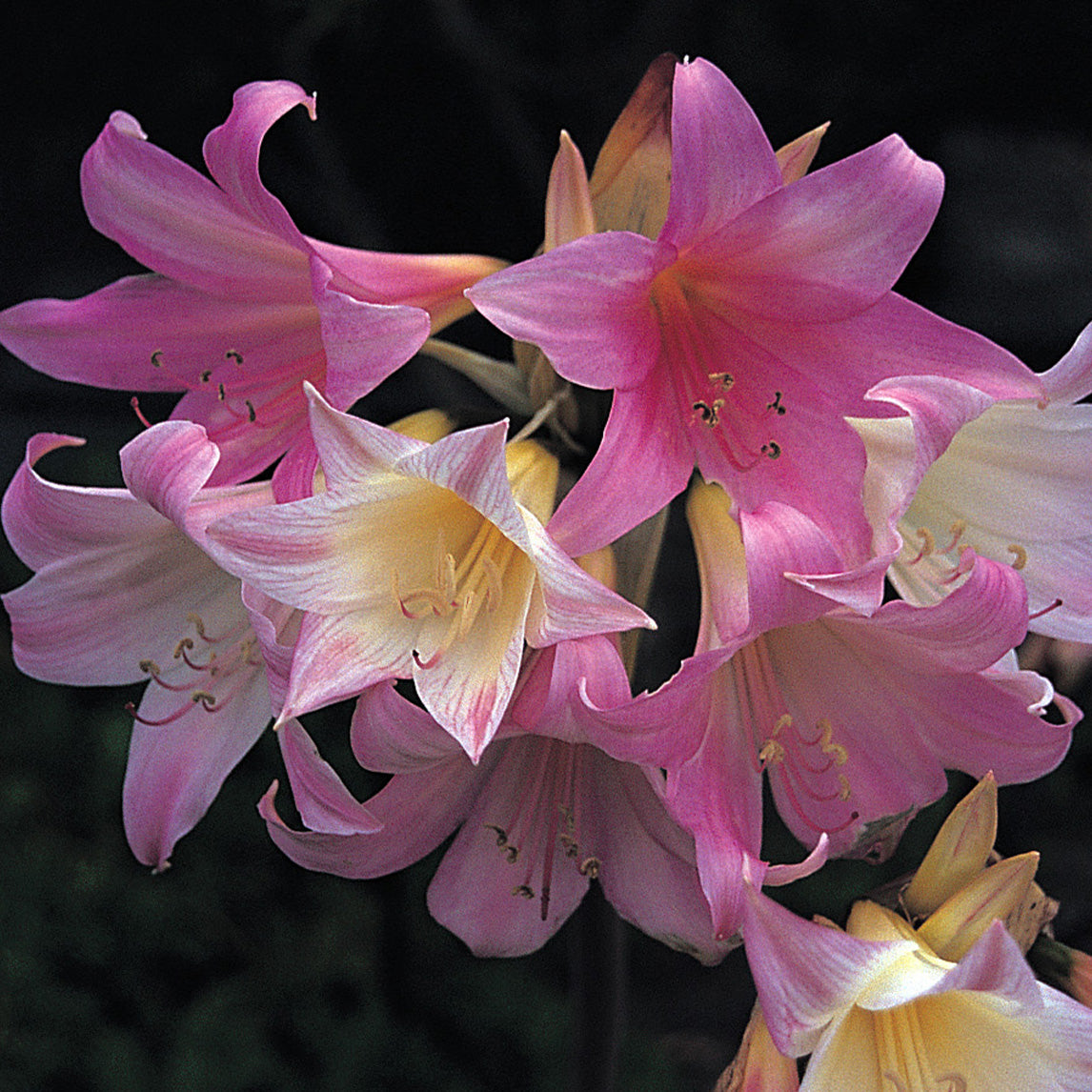Pink Belladonna Lily