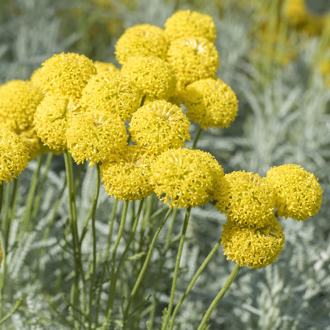 Everything you need about Australian Native Flowers 8 aboriginal flowers