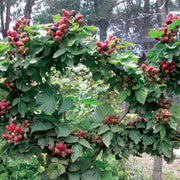 Blackberry 'Waldo'