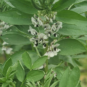 Broad Bean 'Aprovecho' (Organic)