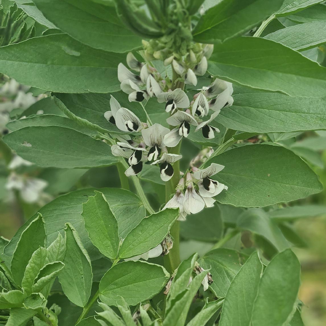 Broad Bean &#39;Aprovecho&#39;