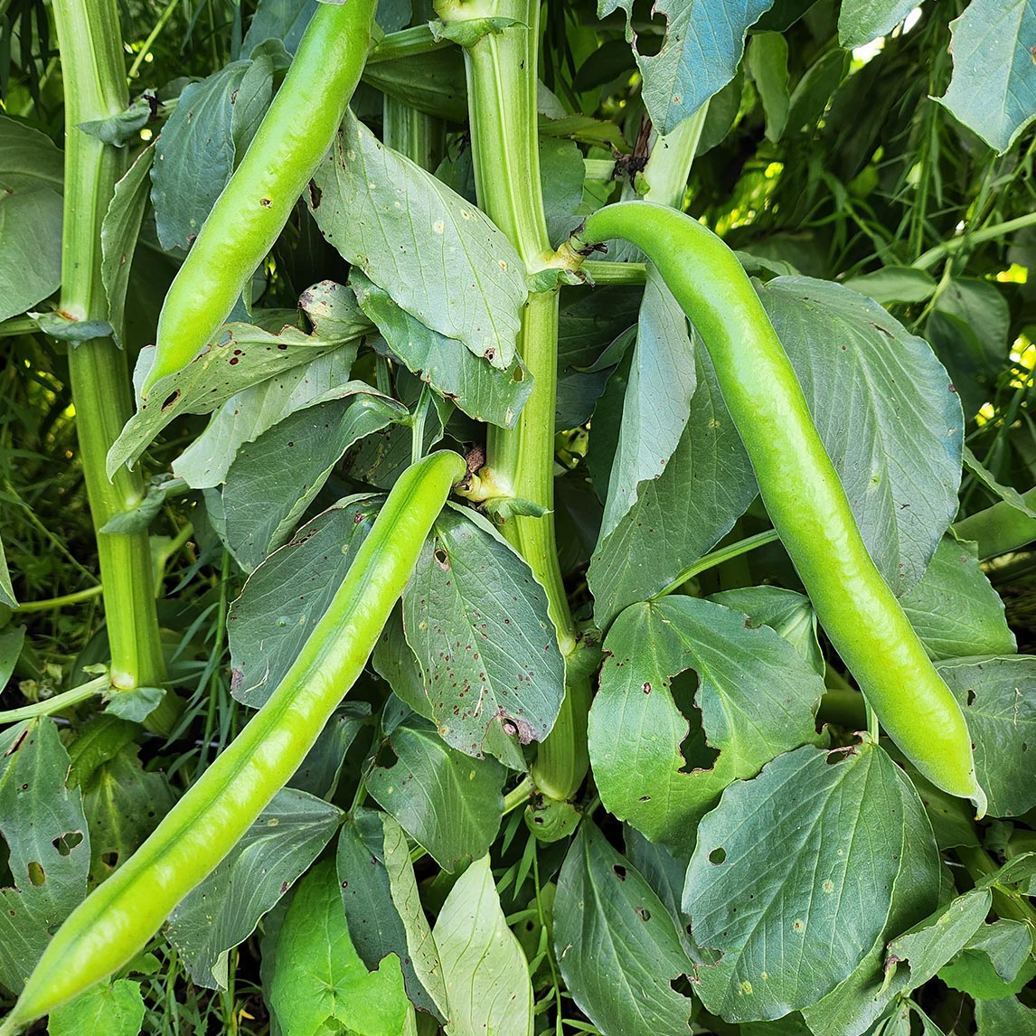 Broad Bean &#39;Aprovecho&#39;