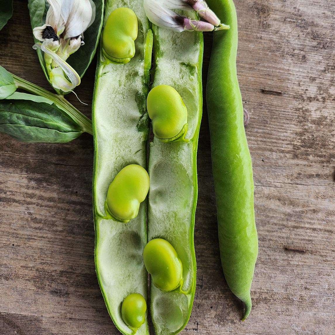 Broad Bean 'Aprovecho' (Organic)
