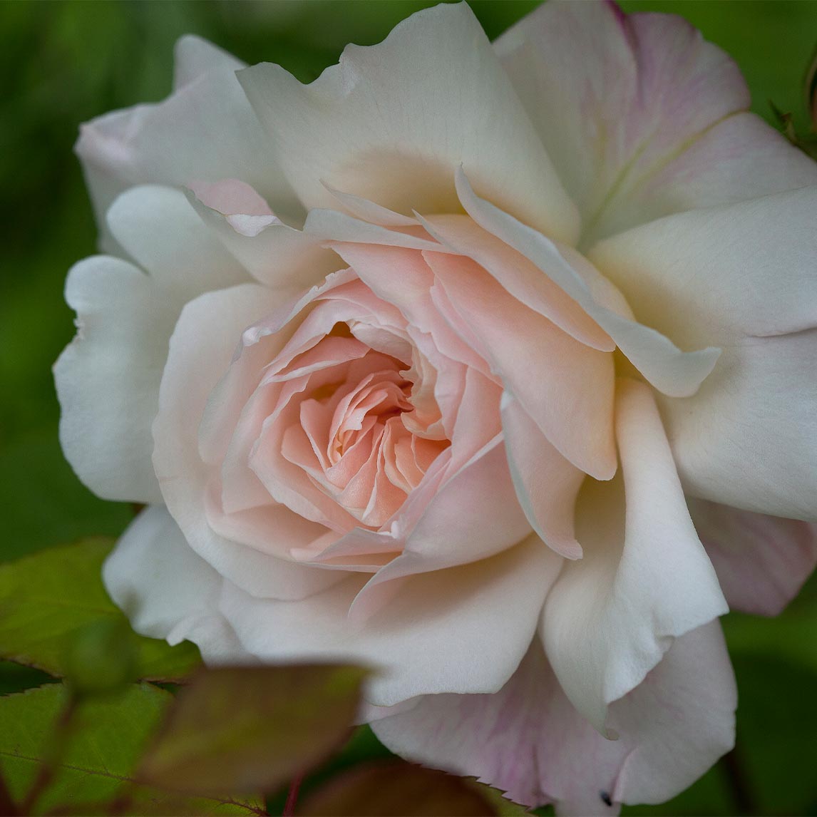 Rose ‘Gruss an Aachen’