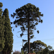 Bunya Pine