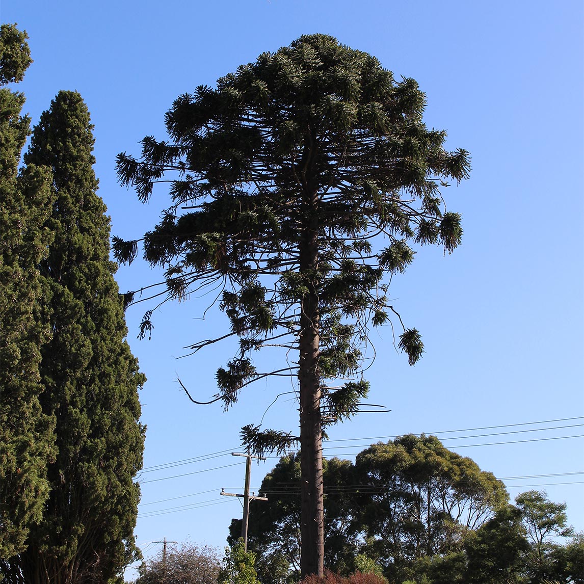 Bunya Pine
