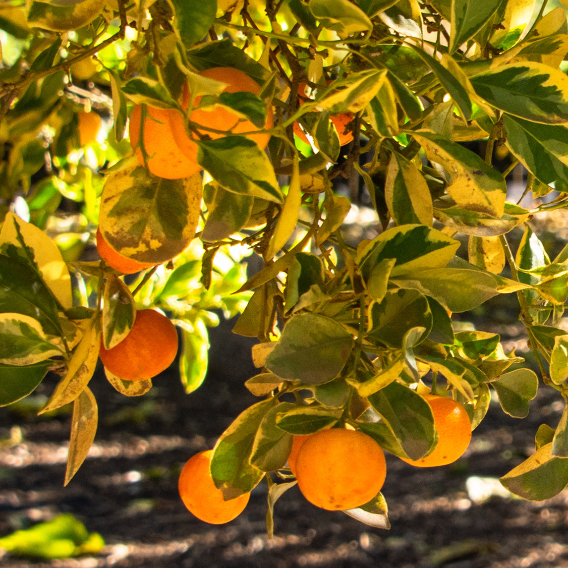 calamondin tree australia Calamondin - Variegated