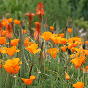 Californian Poppy Orange