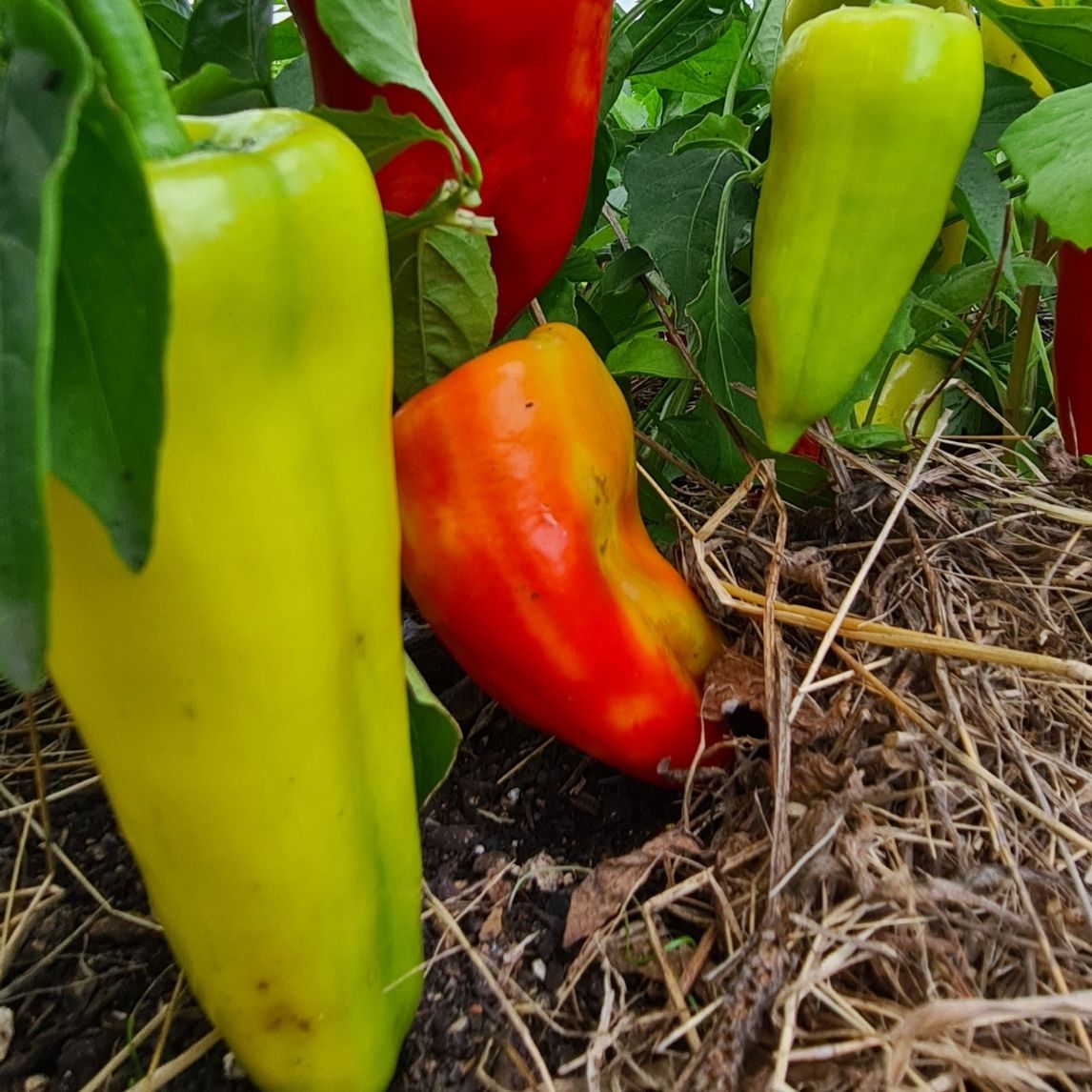 Capsicum &#39;Cubanelle&#39; (Organic)