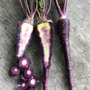 Carrot 'Black Nebula'