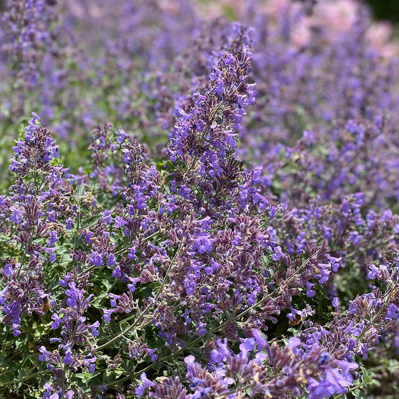 Catmint 'Walker's Low' The Diggers Club