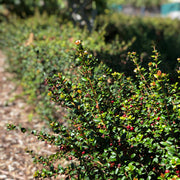 Chilean Guava