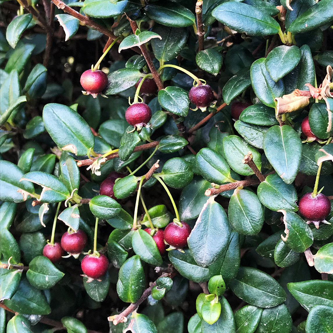 Chilean Guava