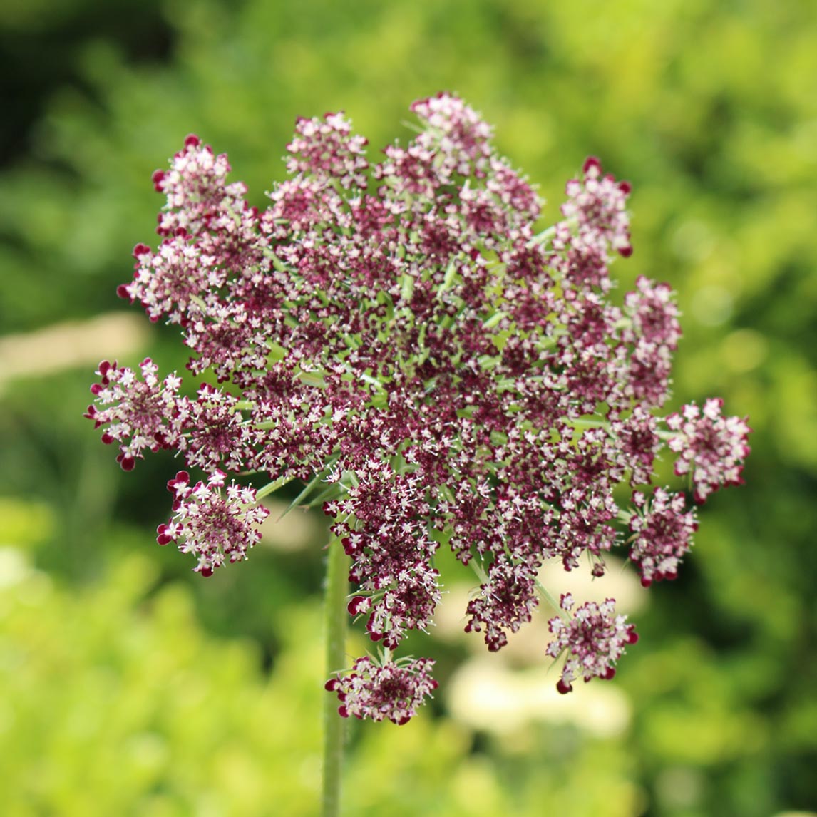 Chocolate Queen Anne&#39;s Lace