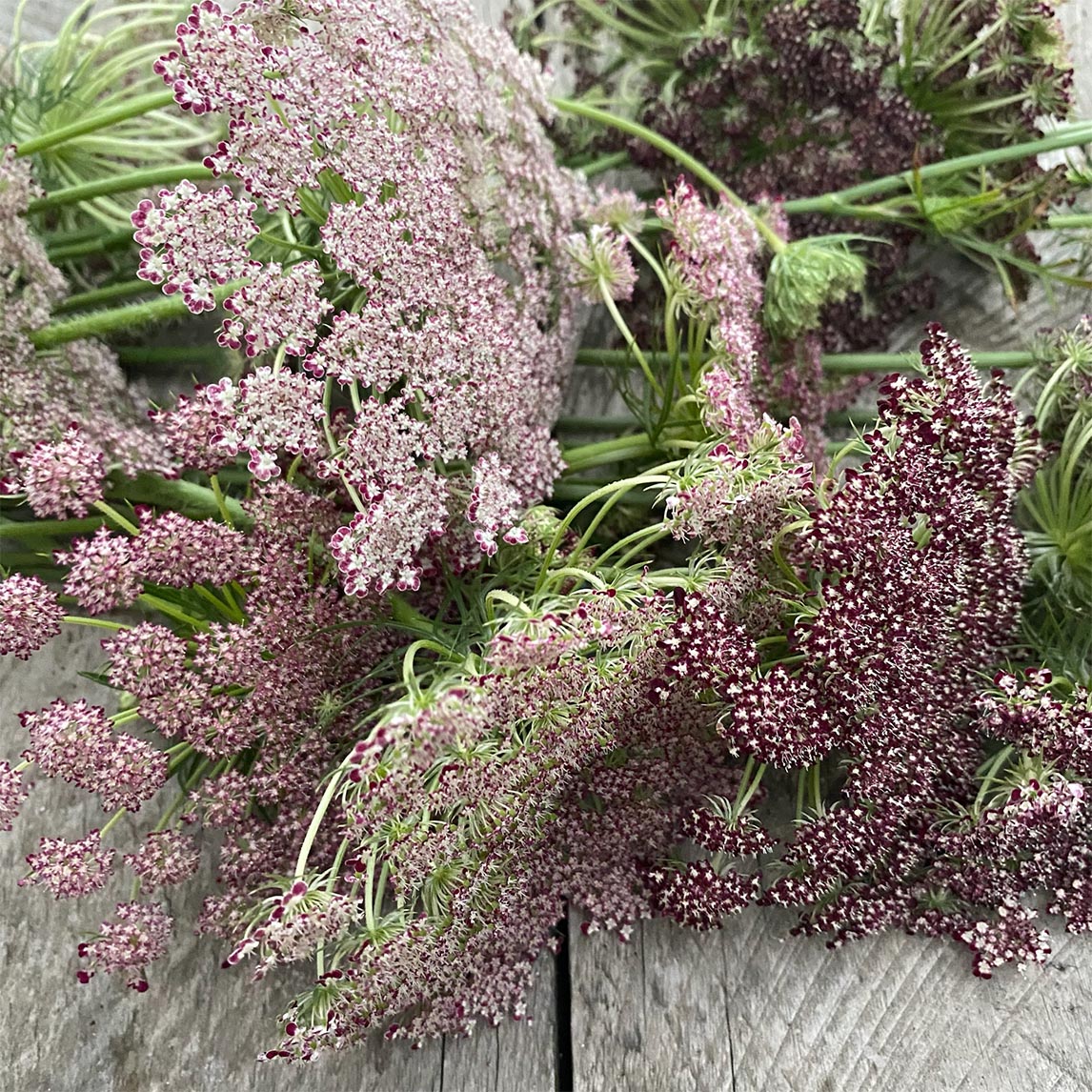 Chocolate Queen Anne&#39;s Lace