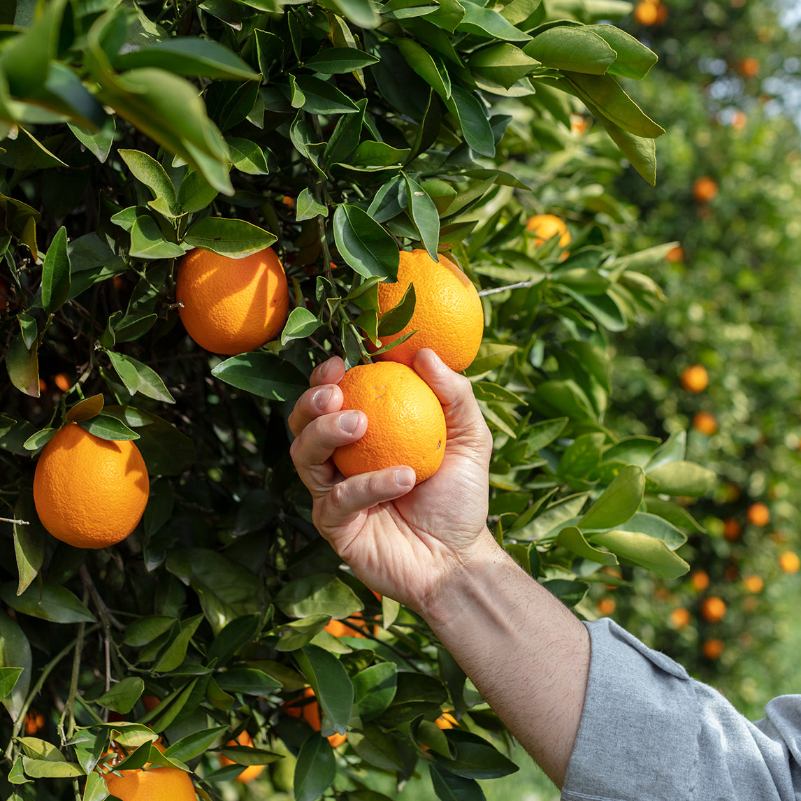 Orange Long Harvest Collection