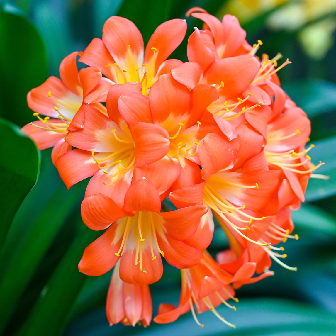 Clivia &#39;Orange&#39;