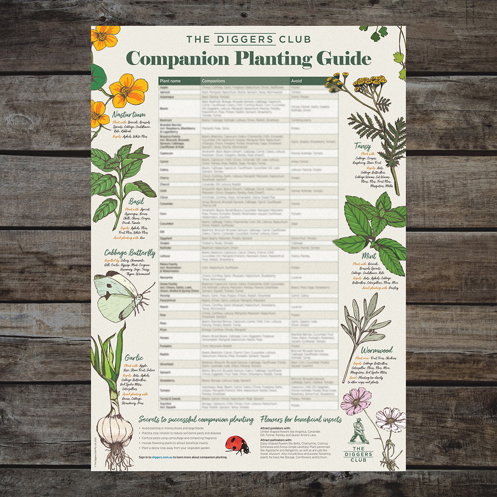 Image of Rhubarb Companion Planting Poster