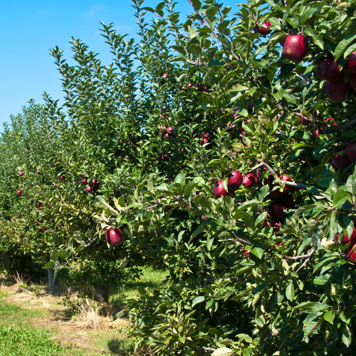 Critical Care of Fruit Trees Masterclass
