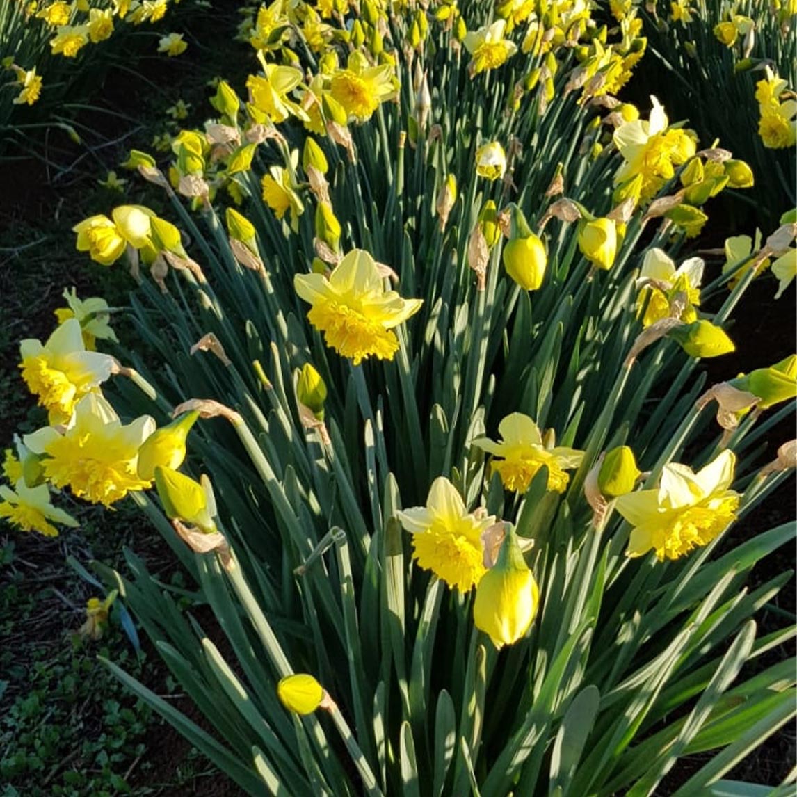 Double Daffodil Full House (10 Bulbs)