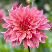Dahlia 'Carlos Watermelon' Tuber