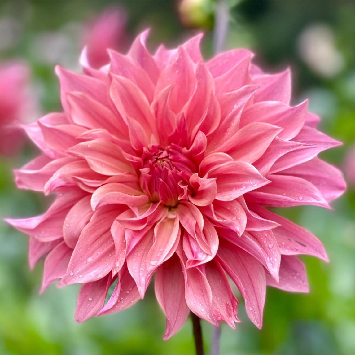 Dahlia 'Carlos Watermelon' Midi Pot