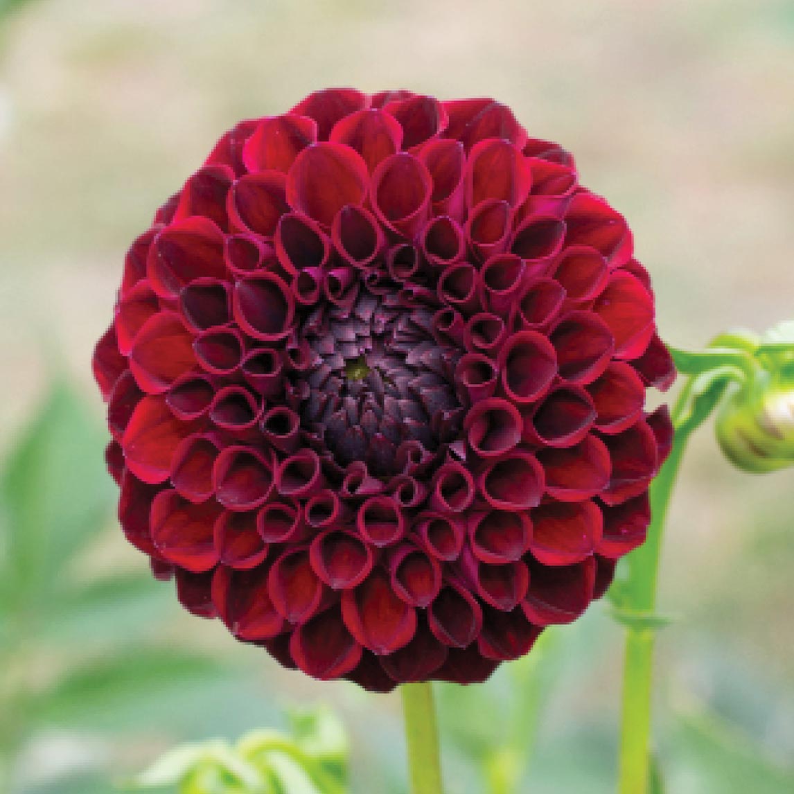 Dahlia 'Jessie G'