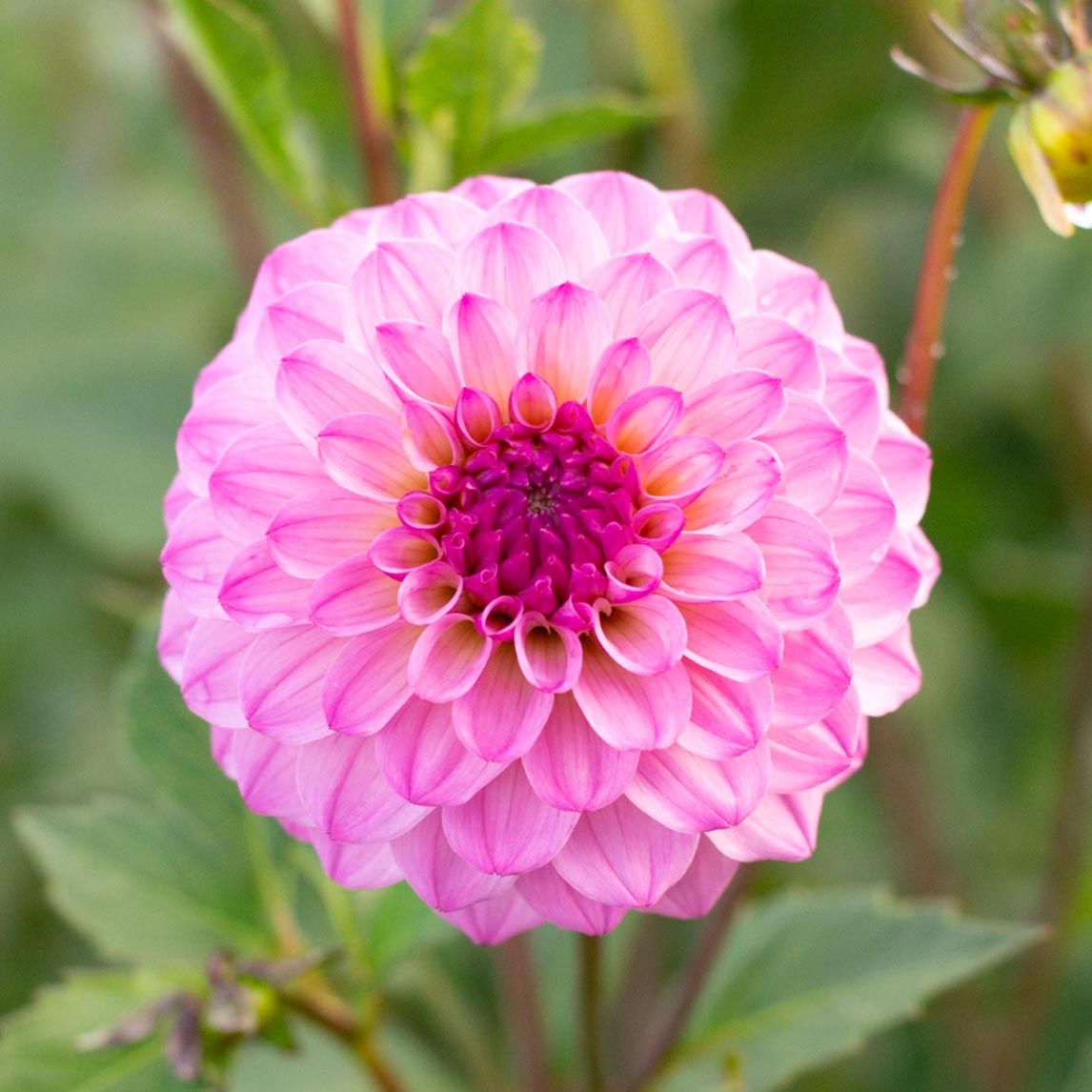 Dahlia 'Lavender Beauty'